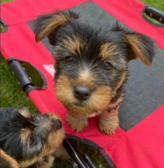 Tiny Terrier pup available in Nova Scotia
