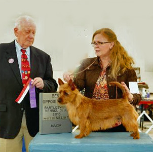 AKC Major - Nova Scotia terrier