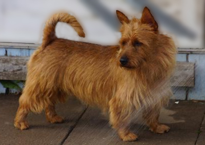 Group 1 champ - Nova Scotia terrier