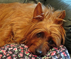 small terrier Champion Lucky