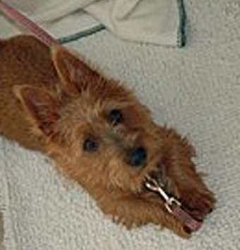Small terrier testimonial - Nova Scotia