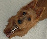 small terrier Lunenburg, Nova Scotia