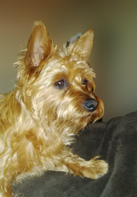 small dog with a wonderful personality